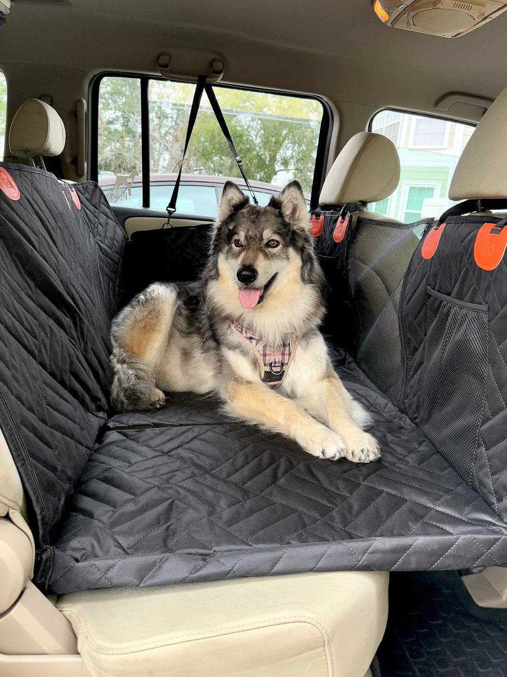 How to Keep Your Car Clean When You Travel With Pets
