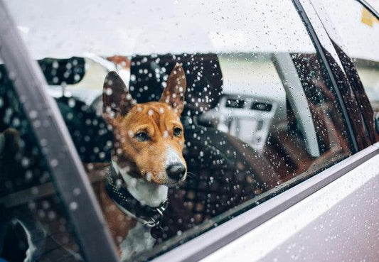 How to Protect Your Back Seat When Traveling With a Dog in Wet Weather
