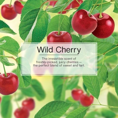 LITTLE TREES Car Air Freshener | Hanging Paper Tree for Home or Car | Wild Cherry | 4 Pack - Image 5