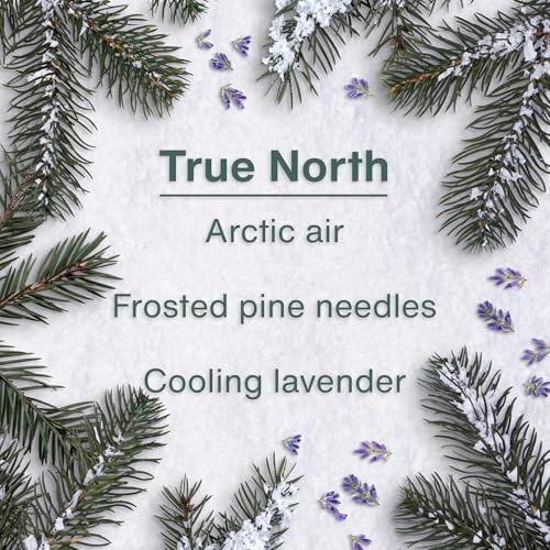 LITTLE TREES Car Air Freshener | Hanging Tree Provides Long Lasting Scent for Auto and Home | 24 Air Fresheners |True North - Image 4