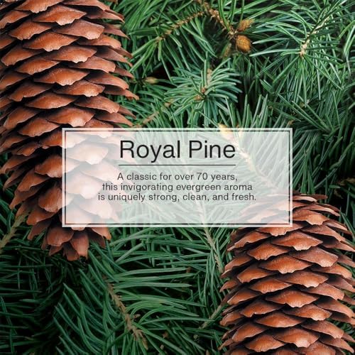 LITTLE TREES Car Air Freshener | Hanging Paper Tree for Home or Car | Royal Pine | 3 Pack - Image 3