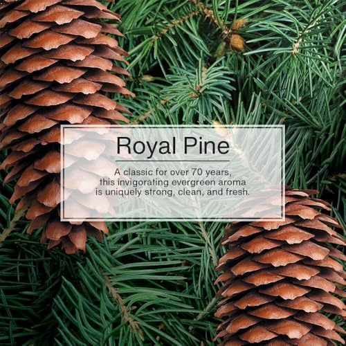 LITTLE TREES Car Air Freshener | Hanging Paper Tree for Home or Car | Royal Pine | 6 Pack - Image 5