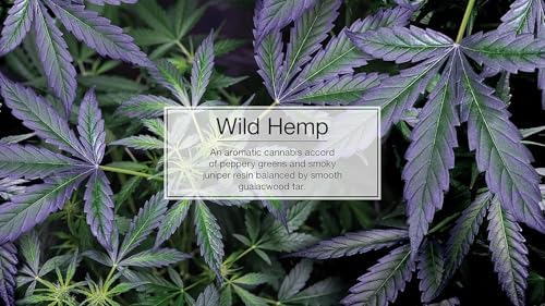 Little Trees Car Air Freshener | Hanging Paper Tree for Home or Car | Wild Hemp | 1 Pack - Image 2
