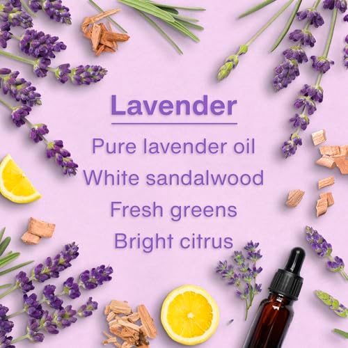 LITTLE TREES Car Air Freshener | Hanging Tree Provides Long Lasting Scent for Auto and Home | 24 Air Fresheners |Lavender - Image 4